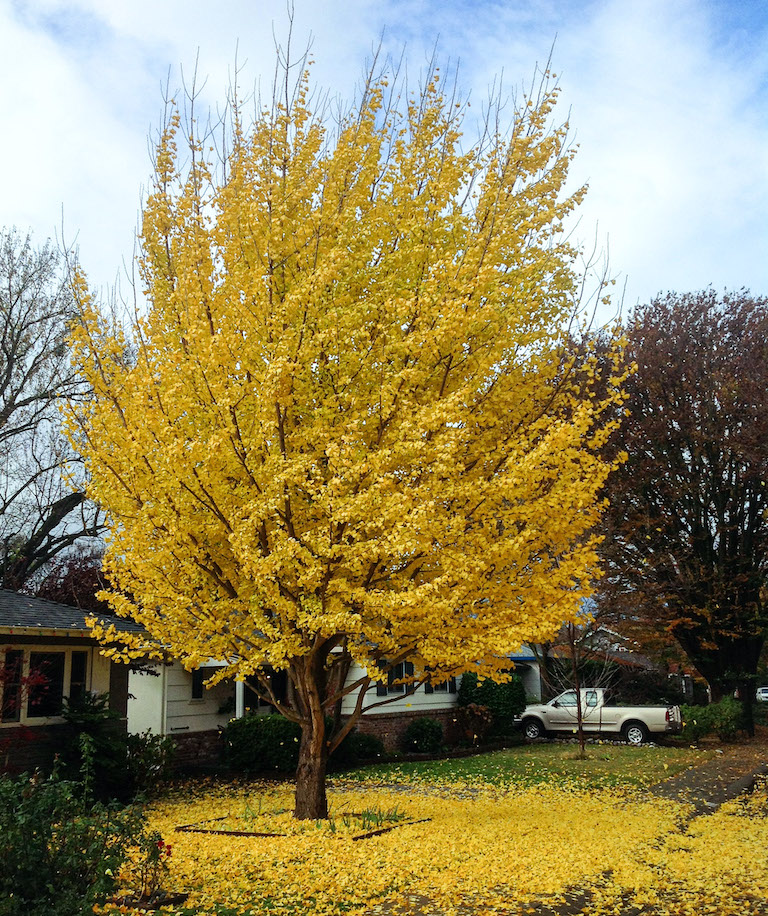 Autumn Gold ginkgo - Sacramento Tree Foundation