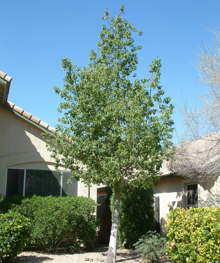 BOTTLE TREE (Brachychiton populneus) - Treeland Nurseries