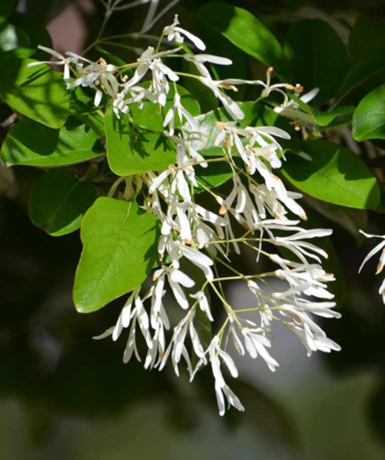 Chinese fringe tree - Sacramento Tree Foundation