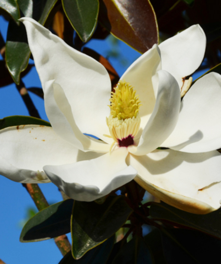 Dwarf Southern magnolia Sacramento Tree Foundation