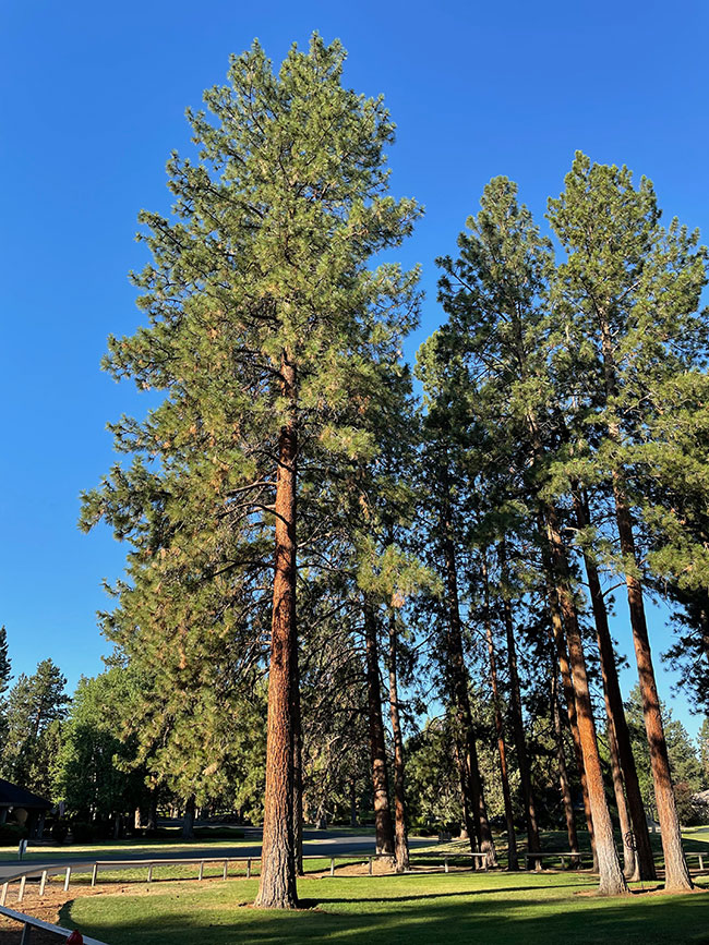 Ponderosa pine - Sacramento Tree Foundation